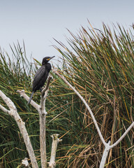 Black bird called Cushuri o Cormorán standing on branches with totora plants background in Pantanos de Villa Lima Peru