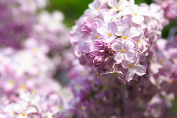 Fototapeta premium Lilac flowers. Beautiful spring background of flowering lilac. Selective soft focus, shallow depth of field. Purple lilac