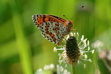 profil de papillon mélitée orangée Melitaea didyma