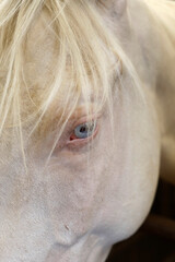 Close-up of a white horse's head, Eure, France