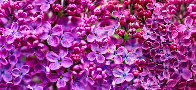 Spring purple lilac flowers in bloom close up