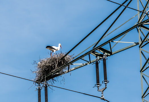Stork, wildlife. Technologie, Germany - Stork couples built their nests on a steel mast, a 220 kV high voltage line, in the bird sanctuary Amöneburg Basin, on a cloudless day in April.