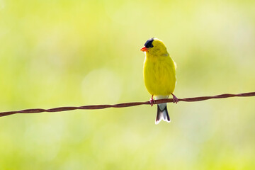 Yellow Bird on Wire With Copy Space