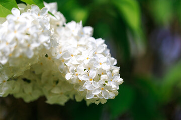 Lilac flowers. Beautiful spring background of flowering lilac. Selective soft focus, shallow depth of field. white lilac