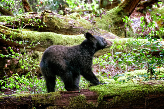 Young Smoky Mountains Bear In Springtime