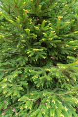 Evergreen Tree Background