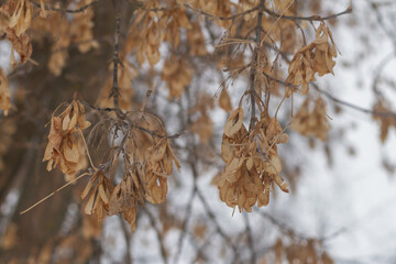 Dry maple seeds in autumn on a tree without leaves