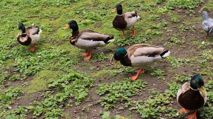 A beautiful duck strolling in an urban park