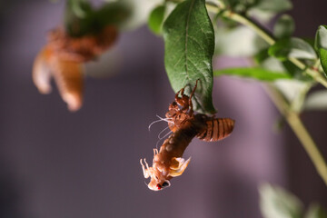 Periodical cicadas from "Brood X" emerge on the East Coast of the US