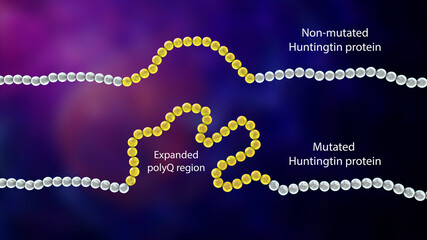 Fragments of the healthy and mutant Huntingtin proteins, the cause of Huntington's disease