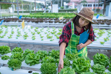 Asian farmer woman working at the salad farm,Planting Organic hydroponic vegetable for small business
