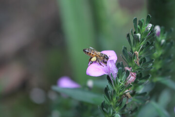 bee on purple flower