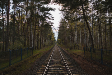 tory kolejowe w lesie aż po horyzont