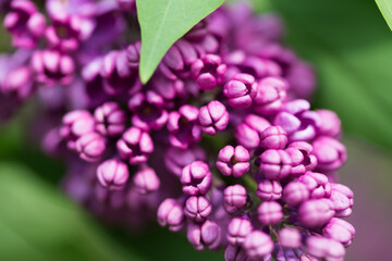 Lilac flowers. Beautiful spring background of flowering lilac. Selective soft focus, shallow depth of field. Purple lilac