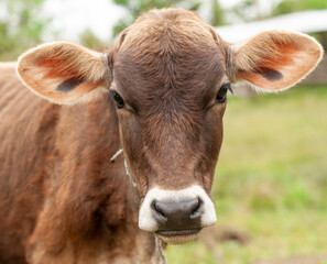 calf looking at the camera closeup of his face, it is brown.