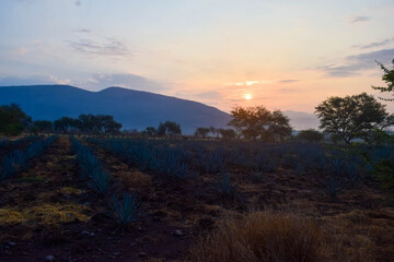 Agave field in a Jalisco sunrise