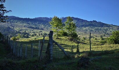 pastureland in the morning