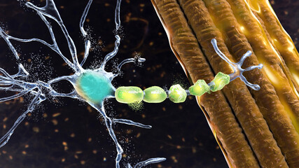 Degradation of motor neurons, conceptual 3D illustration - obrazy, fototapety, plakaty
