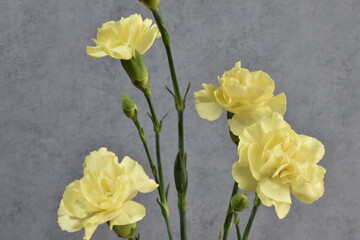 室内の黄色のカーネーション