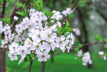 Branch with white apple flowers in a spring garden.