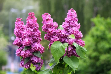 Gordijnen beautiful bright flowers of blossoming lilac © sosnytskyi