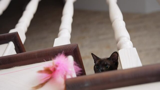 Cat sitting on stairs at home. Domestic cat sitting on high stairs at home