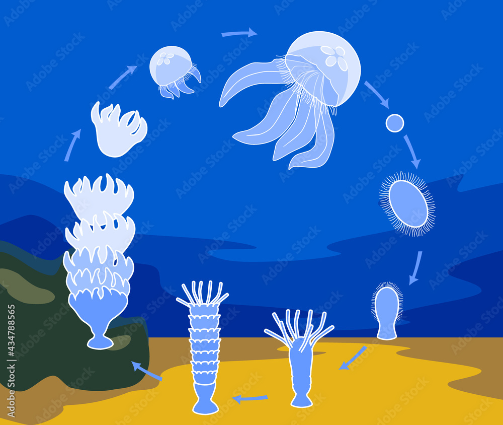 Sticker life cycle of jellyfish. sequence of stages of development of jellyfish from egg to adult animal in  - Stickers