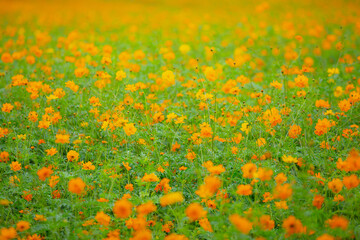 Orange -yellow cosmos flowers in full bloom.