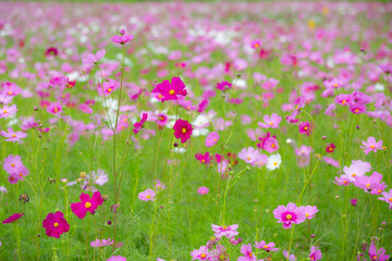 Obraz na płótnie Canvas Colorful Cosmos Flower Garden Blooming in Spring Season