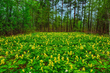 Flowering glade in spring forest with yellow flowers of Corydalis bracteata covered - springtime landscape. One from primroses flowers in Siberian taiga, Russia - natural background