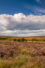 Obraz premium The heather landscape of the North Yorkshire Moors