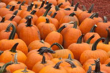 A harvest of Orange pumpkins