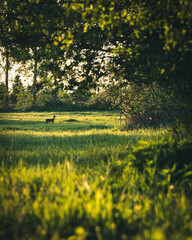 Nature  © Konrad