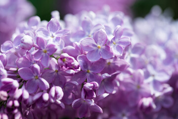 Obraz na płótnie Canvas Lilac flowers. Beautiful spring background of flowering lilac. Selective soft focus, shallow depth of field. Purple lilac
