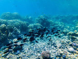 colorful corals and exotic fishes at the bottom of the red sea. beautiful natural summer background