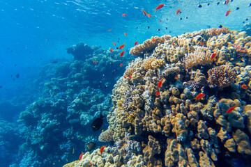 Plakat colorful corals and exotic fishes at the bottom of the red sea. beautiful natural summer background