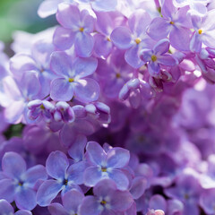 Fototapeta na wymiar Lilac flowers. Beautiful spring background of flowering lilac. Selective soft focus, shallow depth of field. Purple lilac