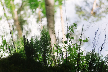 Close-up of different types of forest plants and on a bokeh background. Grass growing upside down. of Mountain Altai.