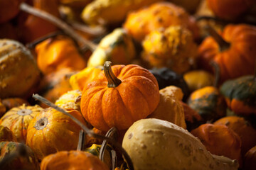 Fall harvest of gourds