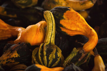 Fall harvest of gourds