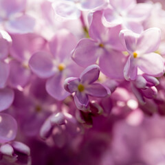 Naklejka na ściany i meble Lilac flowers. Beautiful spring background of flowering lilac. Selective soft focus, shallow depth of field. Purple lilac