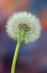 Overblown white dandelion,  Taraxacum on colorful background. Close up plant, nature spring photo