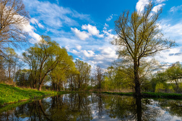 Fototapeta premium body of water in the park is overgrown mud