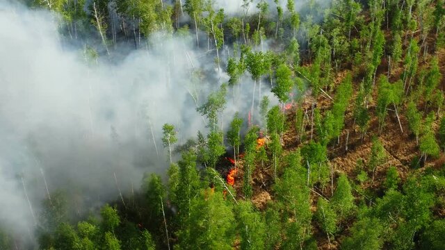 wild fire aerial view. natural disasters due to cliimate change and global warming. the wildfire season, dry weather and droughts. forest fire begins aerial view.