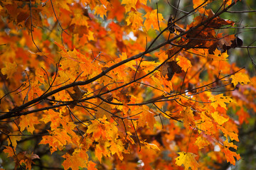 Autumn trees with their changing colors.