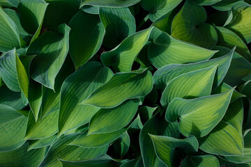 Naklejka na ściany i meble Overhead view of green hosta leaves. Foliage pattern. Plantain lily leaves top view. 