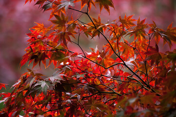 Red leaves of a Maple tree