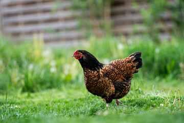Ein glückliches Huhn im Garten