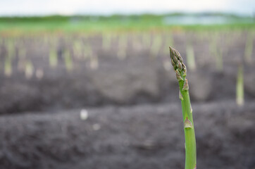 Detail of young asparagus shoot, a spring vegetable crop