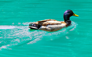 Mallard or Wild duck , Anas platyrhynchos